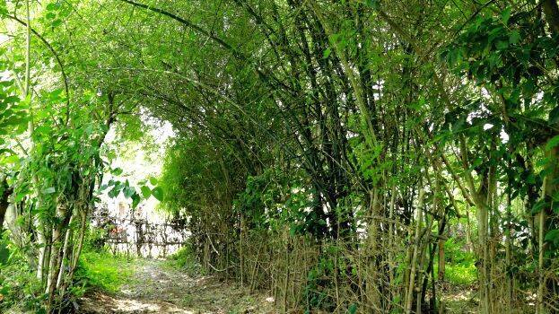 pachathuruth pachathuruth