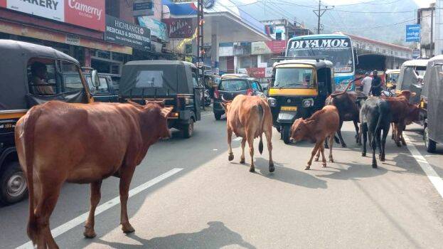 cow cow
