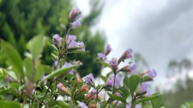neelakurinji neelakurinji