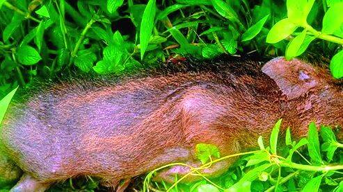 wild-pig
