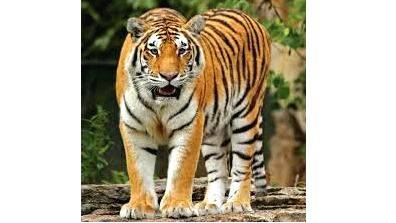 tiger