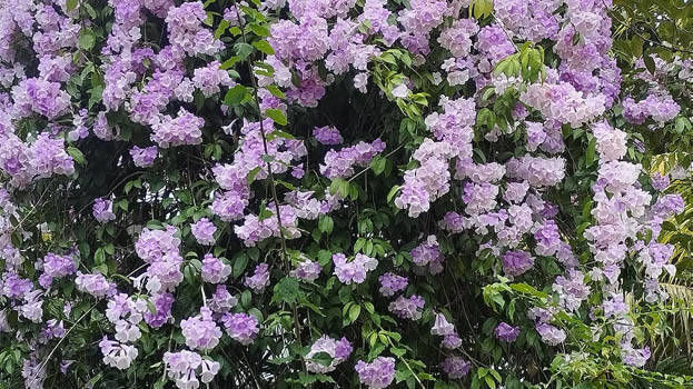 flower flower