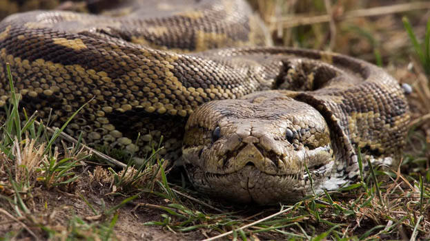 snake snake