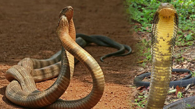 king-cobra king-cobra