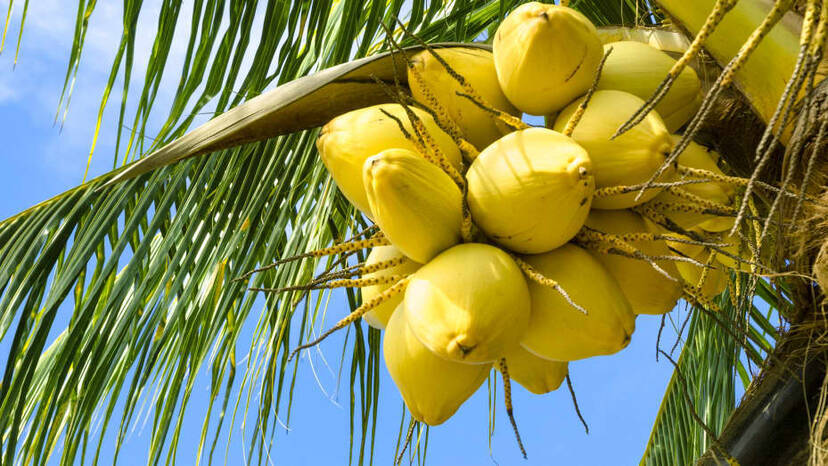 coconut- coconut-