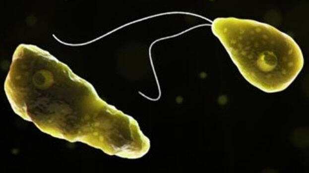amoebic-meningoencephalit amoebic-meningoencephalit