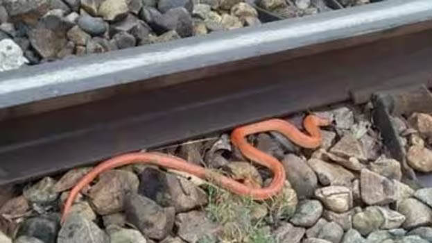 snakes snakes