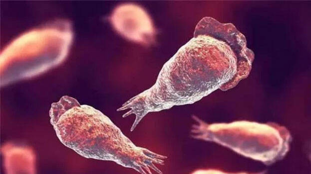 meningoencephalitis meningoencephalitis