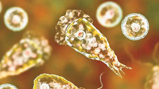 brain-eating-amoeba brain-eating-amoeba