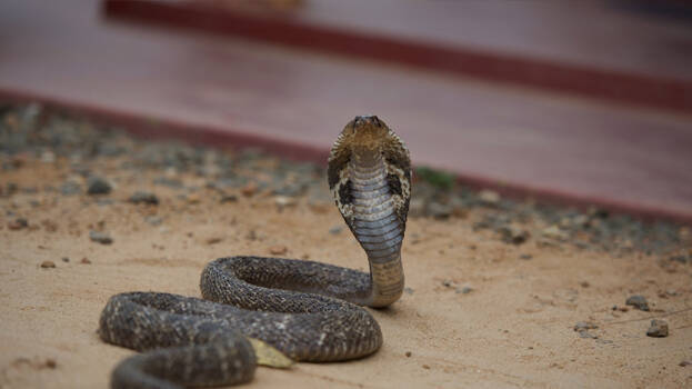 snake snake