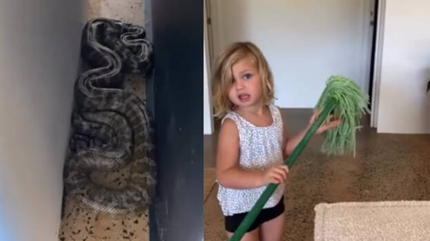 snake snake