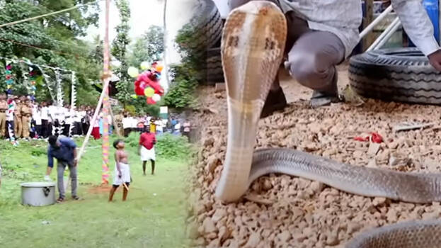 cobra cobra