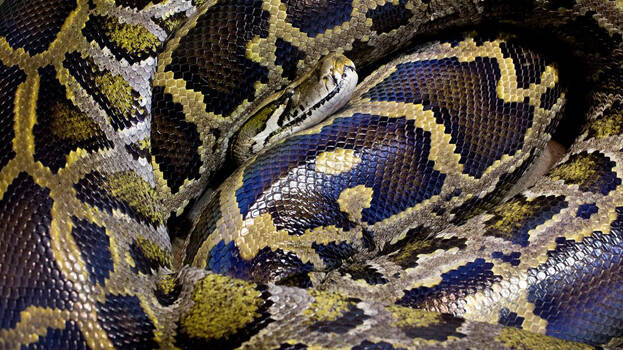 snake snake
