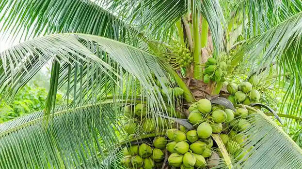 coconut-tree coconut-tree