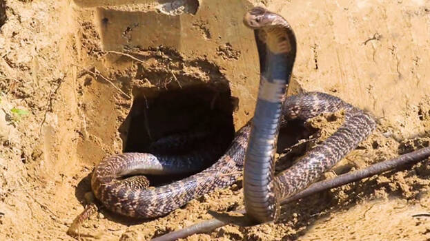 cobra cobra