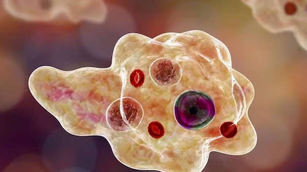 amoebic- amoebic-