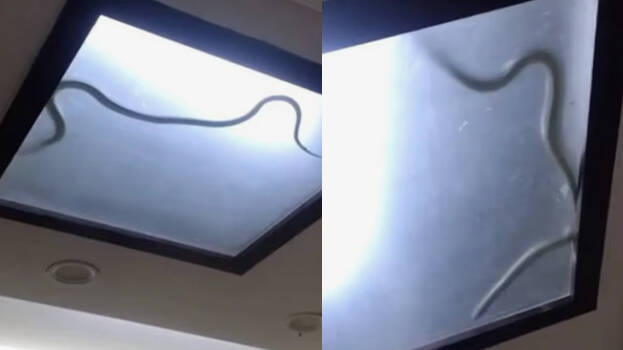 snake snake