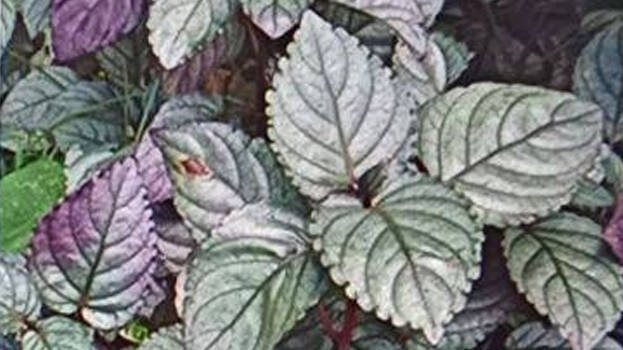 strobilanthes strobilanthes