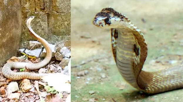 snake snake