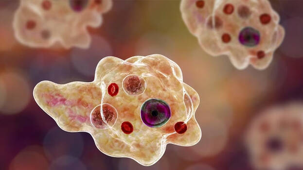 amoebic-meningoencephalit amoebic-meningoencephalit