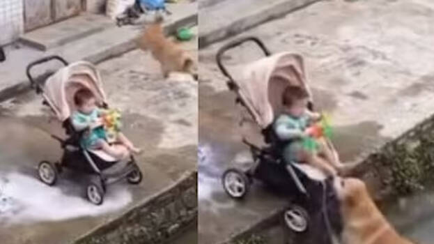 dog-saved-child dog-saved-child