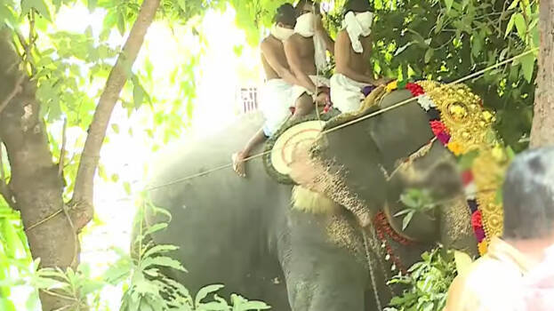 elephant elephant