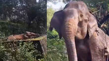 forest-department-rescued-wild-elephant-in-chennai