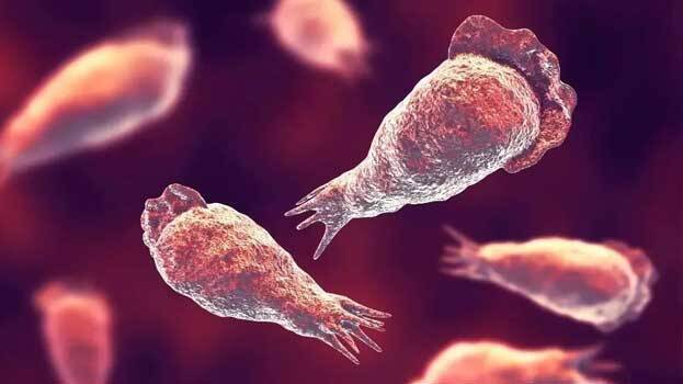 amoebic-disease amoebic-disease
