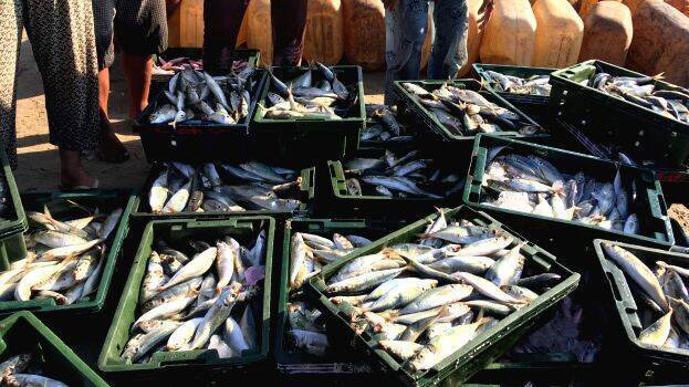 fish fish