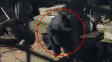 bear-in-wayanad-residential-area