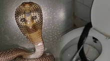 cobra-in-toilet