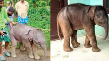 baby-elephant-dies-after-entering-chekkadi-government-school
