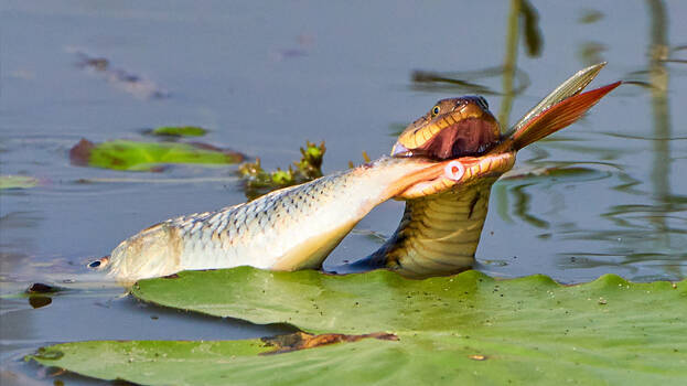 snake snake