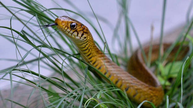 snake snake