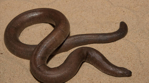 snake snake