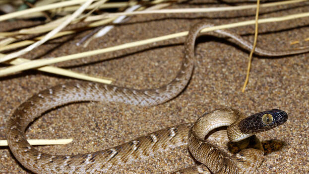 snake snake