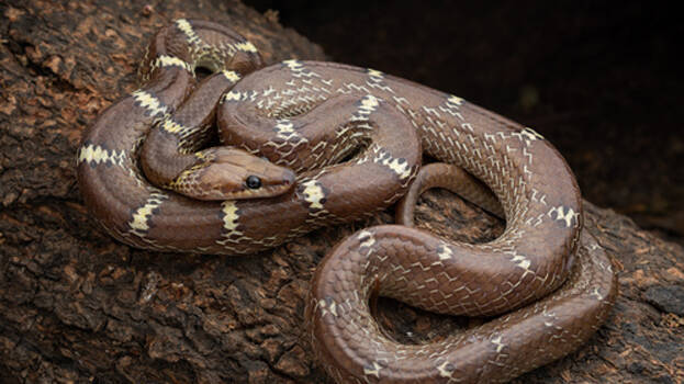 snake snake