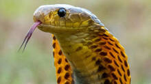 not-every-snake-is-venomous--here-s-how-to-spot-the-difference