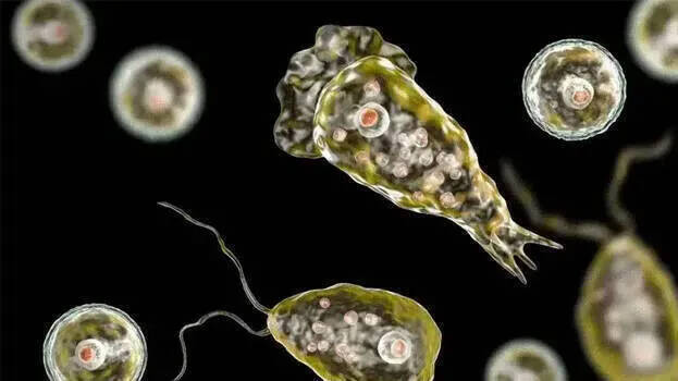 amoeba amoeba