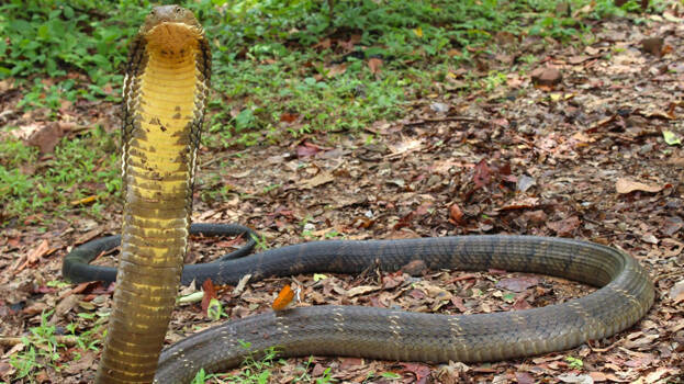 king-cobra king-cobra
