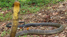 king-cobra-snake-rescue-in-wayanad