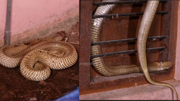 snake snake