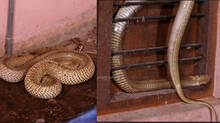 kaumudy-tv-snake-master-latest-episode