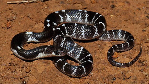 snake snake