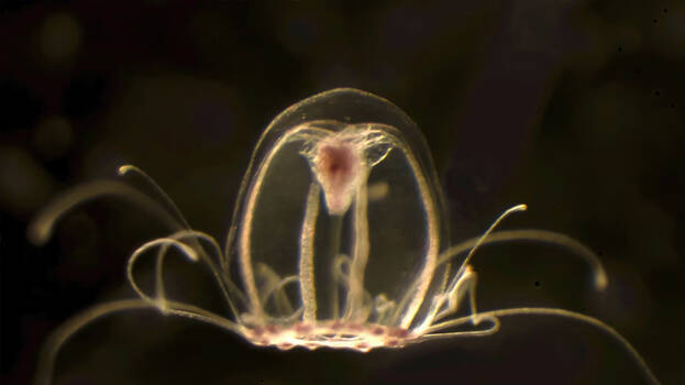 jelly-fish- jelly-fish-