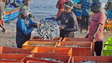 fish-with-high-demand-in-kerala-facing-scarcity