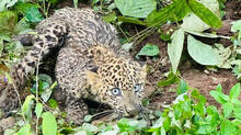 leopard-cub-rescue