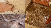 vava-suresh-s-snake-master