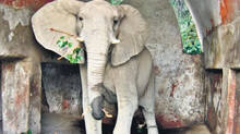 african-elephant-shankar-dies-at-delhi-zoo-due-to-blood-clot-in-heart-post-mortem-underway