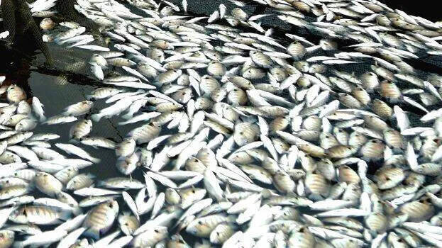 fish fish